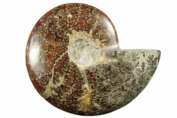 Polished Fossil Ammonite (Cleoniceras) - Madagascar #233765